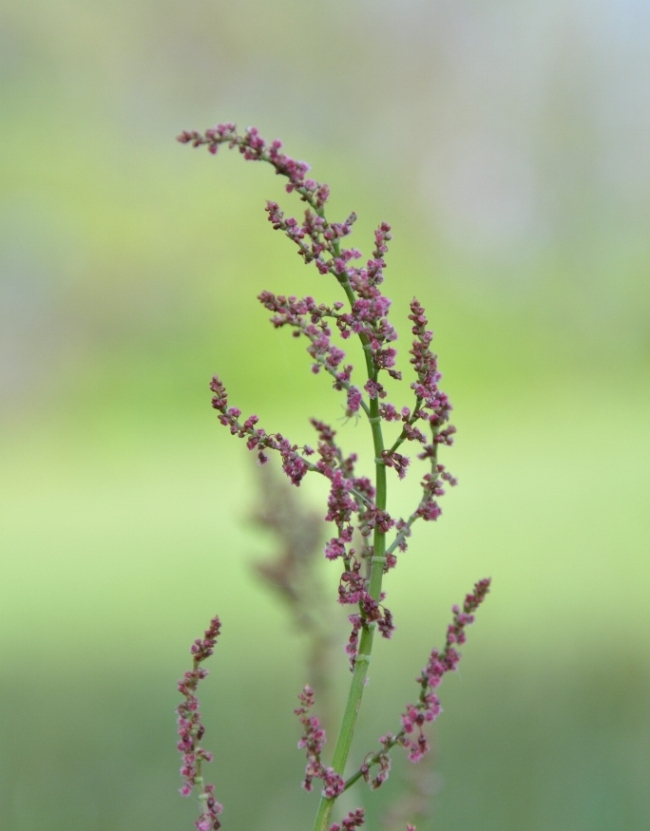 parco del curone, riconoscimento n. 12 - Rumex sp.